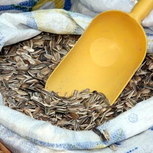 Seeds